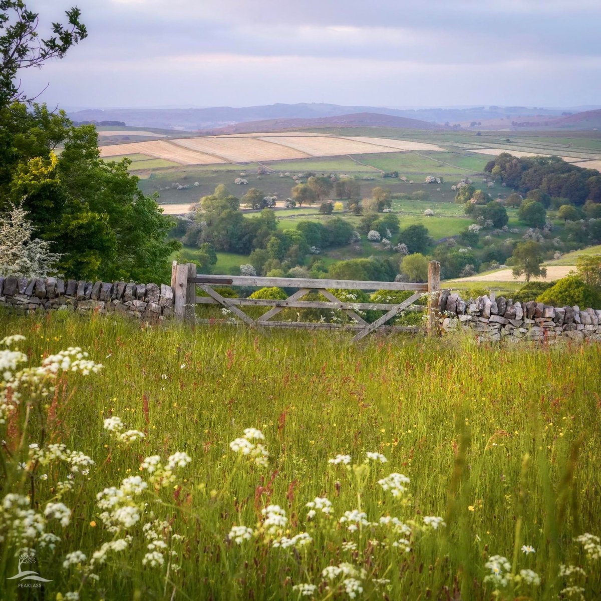peaklass1's tweet photo. A short walk along a lane intriguingly called The Jarnett brings you to this quiet spot in a beautiful corner of England. Here you’ll find wildflowers waving lazily in the breeze and a rather fine gate that leads into the stretching fields and onwards to Taddington Dale. https://t.co/bzIOFz1lJ1