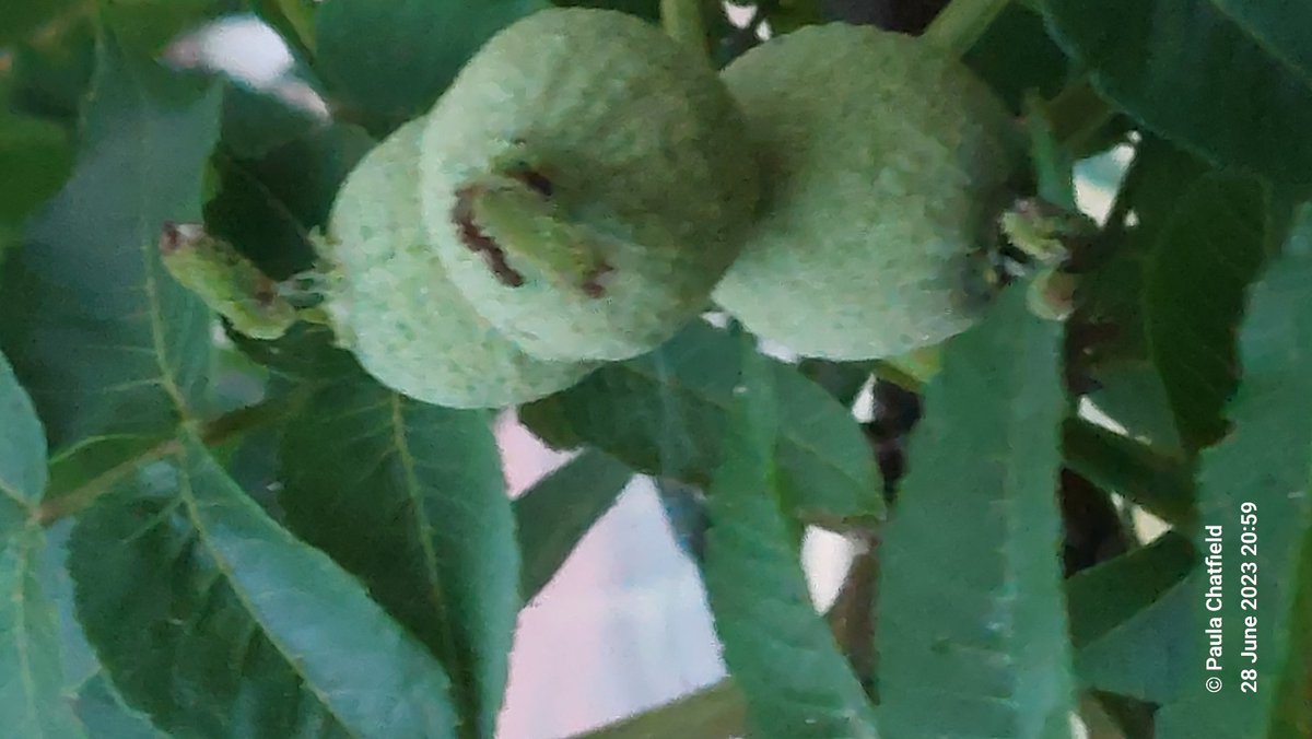 Things one spots when tree recording @Treezilla_org @TreeCouncil #ChiTrees 
Black walnut was chosen for TPO-replacement tree for its large eventual size and resistance to honey fungus. @inaturalist thinks the bright turquoise beetles genus Polydrusus. Westgate, by Parklands Road