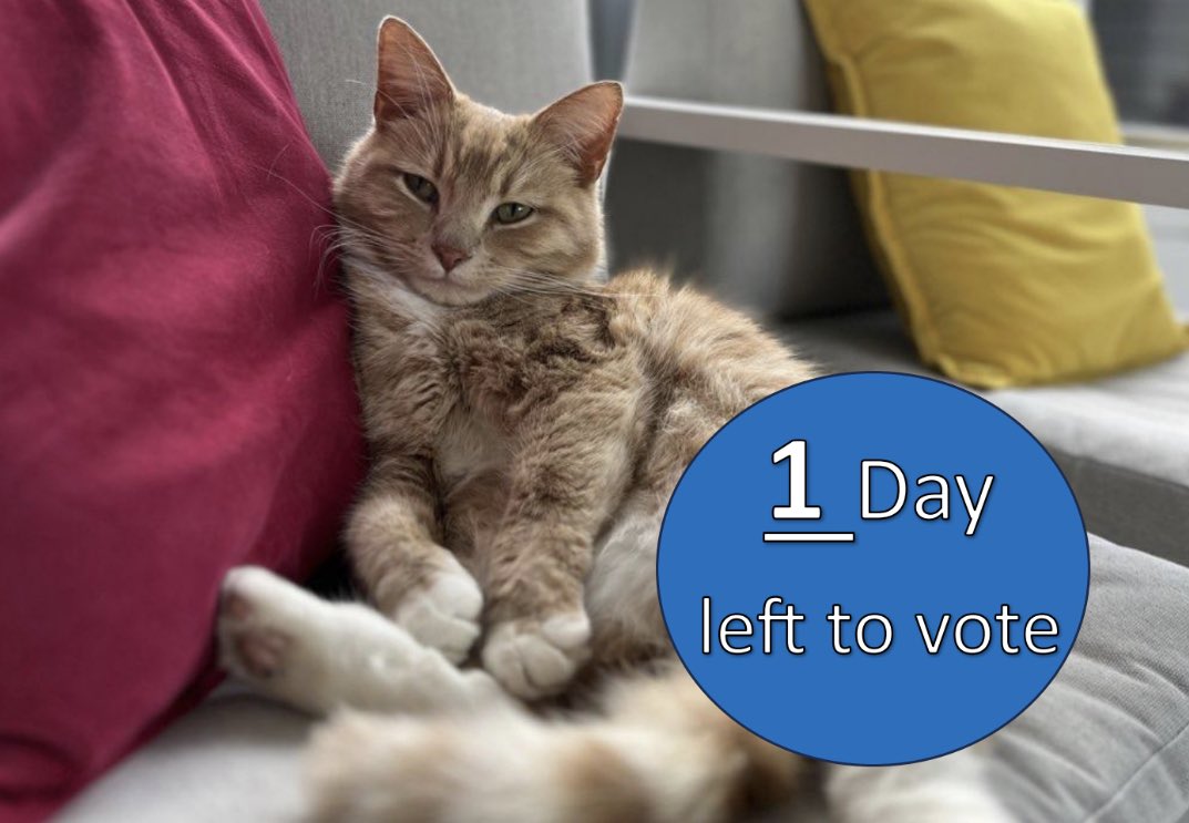 Have a wonderful day everyone 😻🧡
Purrr-lease vote ⏩️ cats.org.uk/support-us/eve…

#catsprotection #adoptdontshop #catsoftwitter #voteeric #rescuecat #cats #catsontwitter