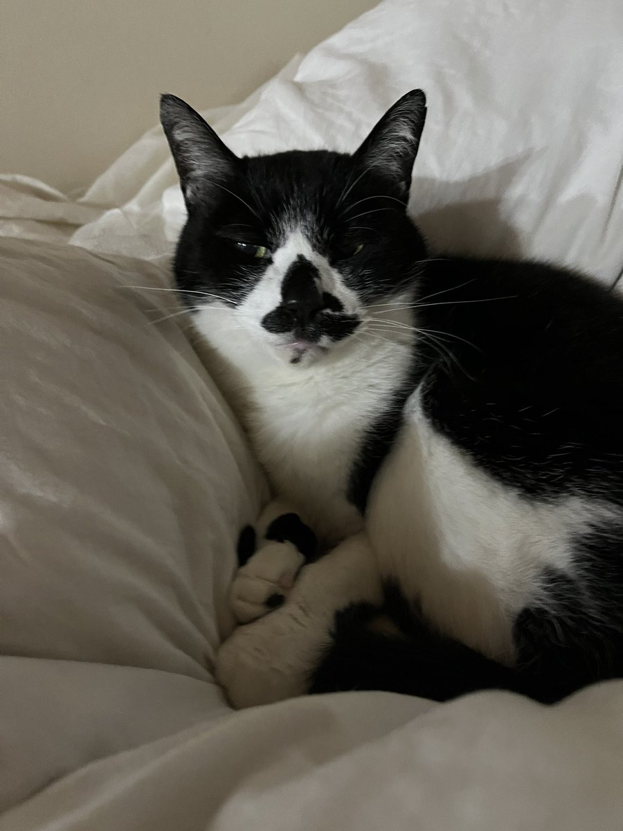 #猫のいる暮らし