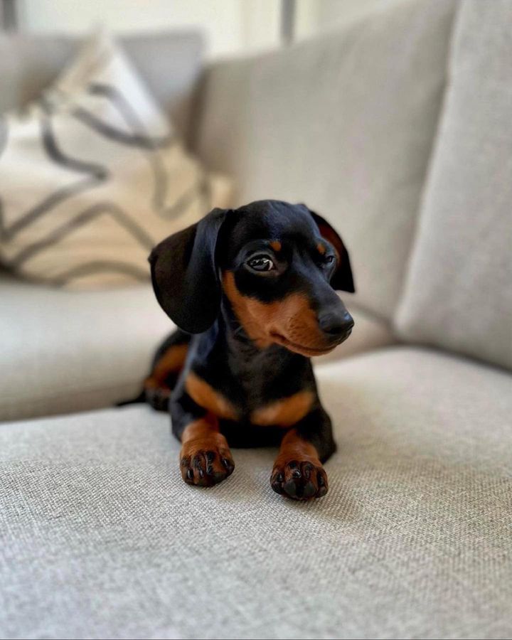 Look at his eyes!
#Dachshund #dogs #doglover
