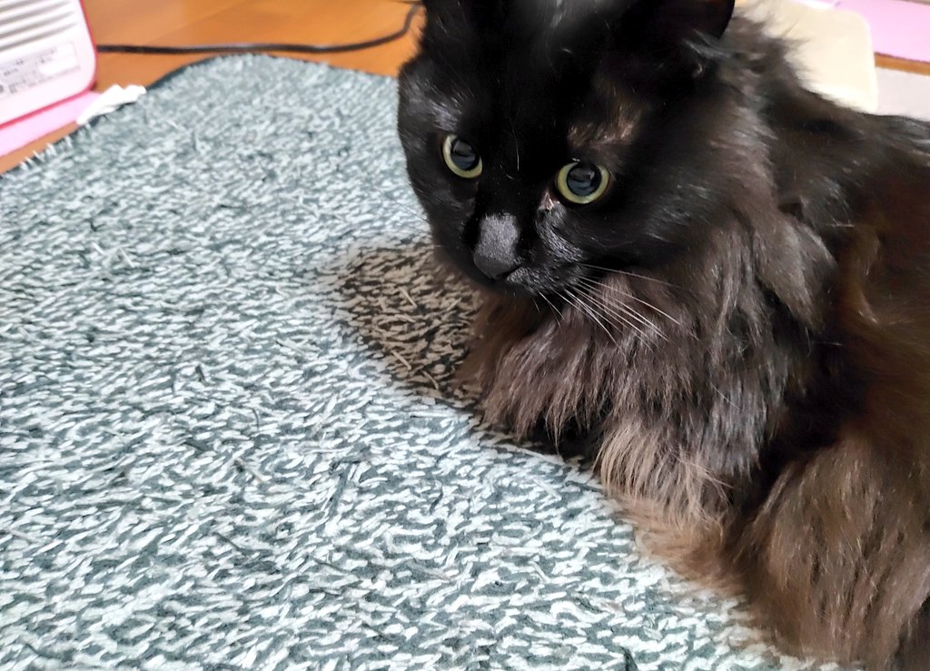 ５セット売れたああああああああああああああああ！！( ﾟдﾟ )( ﾟдﾟ ( ﾟдﾟ )( ﾟдﾟ )( ﾟдﾟ )( ﾟдﾟ 

初動が大事！
初日か肝心！
まじで初日が肝心！！

生きる為！
猫を護るため！！

拡散希望ｵｵｵｵｵｯｯｯ！！
父親なんだああああああああ！