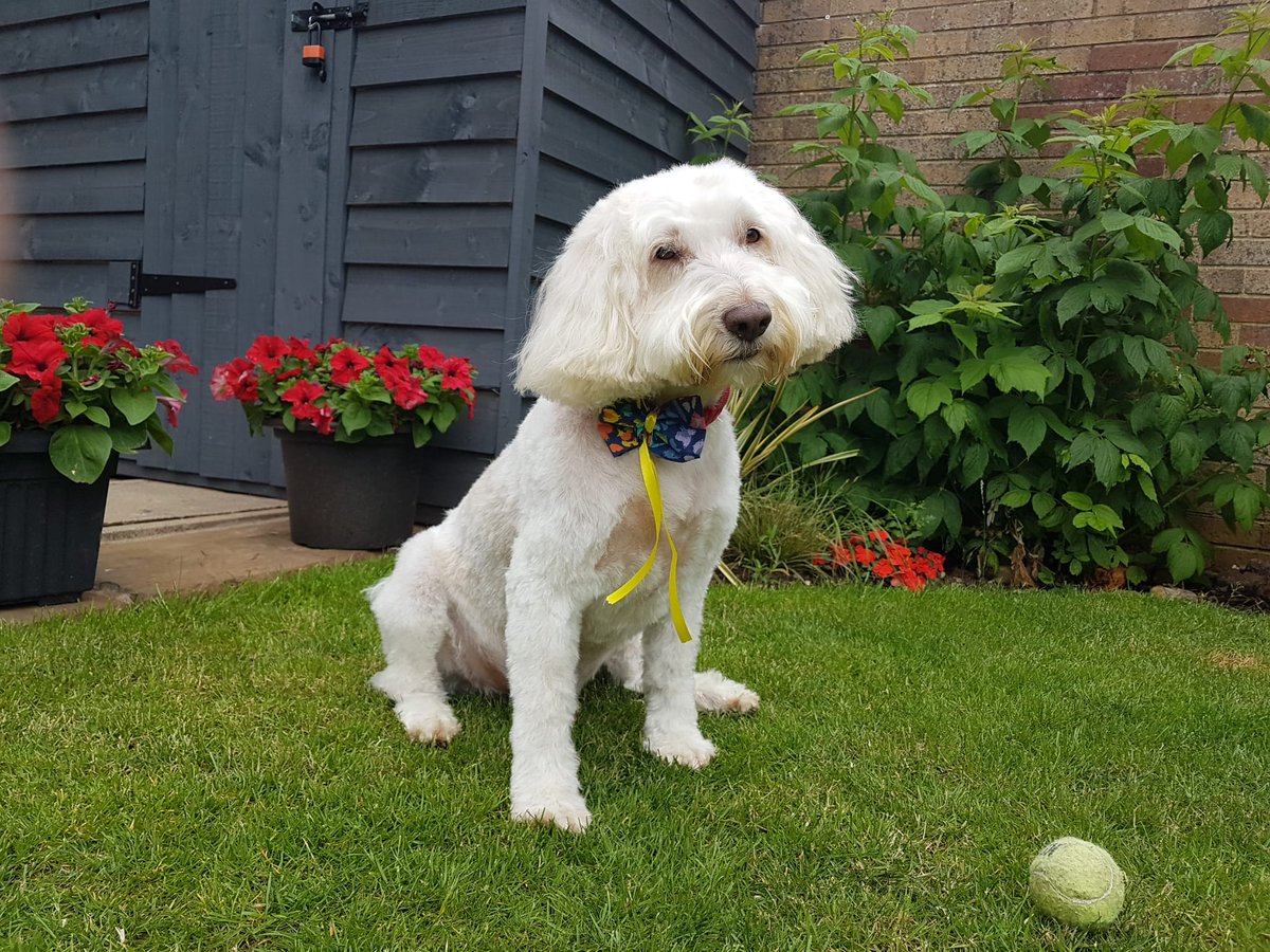AlphaRailLtd's tweet photo. Charlie's all ready for a hot summer with his new haircut🐶💁‍♂️💗

#AlphaRail #Summer #OfficeDog https://t.co/TUnfHaHNe6