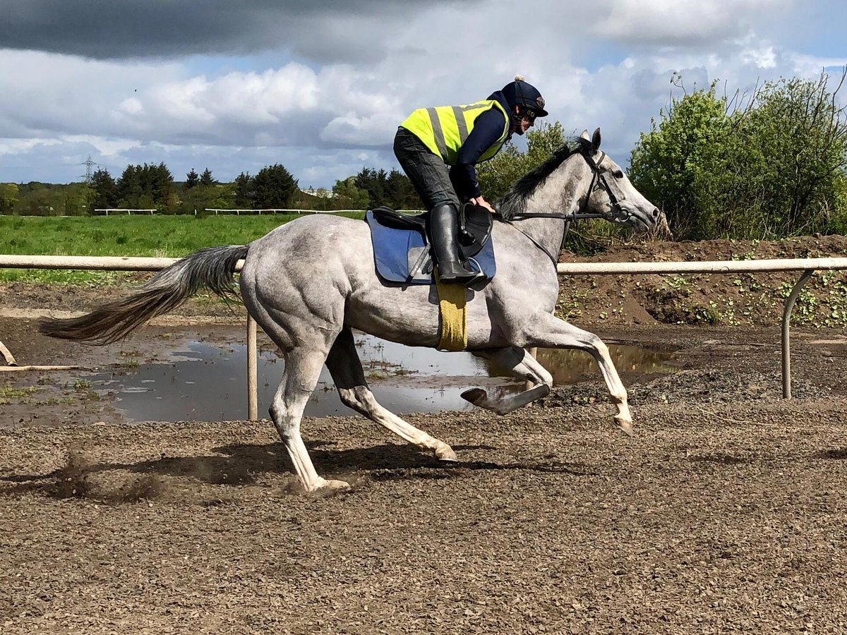 Three of our girls go today at Newcastle and Hamilton for Summerstorm. Balmaha (our wee Grey - Misty) runs on the all weather, with Tafsir and Lochnaver on home turf at Hamilton. Here comes the Girls :)