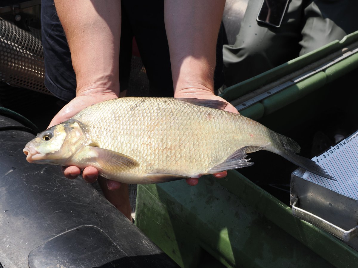 Two nase, a bream and a chub.....  what sounds like the beginning of a joke is actually a delightful event.

These four fish were just detected 80 km upstream of their tagging location. #fishmigration