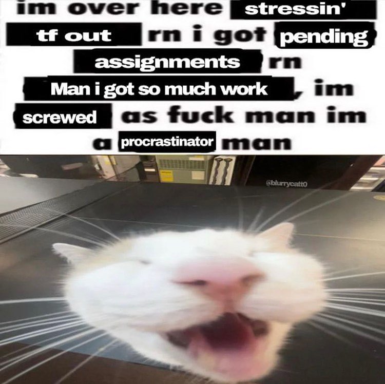 Cat Dealer on Twitter