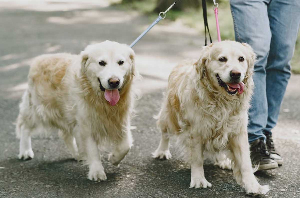🧠🐶 Unlock the fascinating world of dog ownership from a psychological perspective! 🌟🐾 Our latest blog delves deep into the bond between humans and dogs. 🐕💕 #DogOwnership #PsychologyOfPets #UnbreakableBond #TheBestPetDogs #DogsOfInsta
thebestpetdogs.blogspot.com/2023/06/explor…