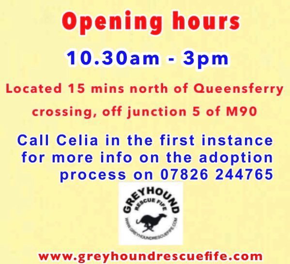 GreyhoundRFife's tweet photo. Max’s last days as dog of the mth. Our longest termer, has lots going for him. 3 & V friendly, affectionate with #Hoos ,gets on well with female dogs & he was a good boy on his grand day out. Max has lots of potential with sensible intros & direction Interested? INFO ⬇️#AdoptMax https://t.co/QehE1W4ple
