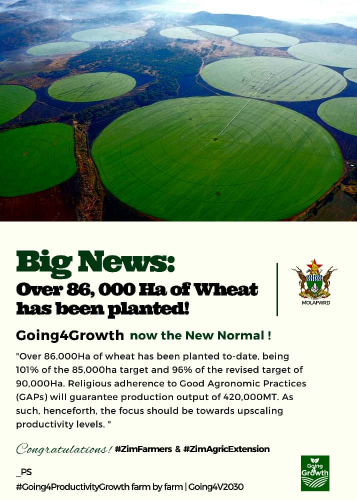 nicolehondo's tweet photo. For the first time in history of wheat production in Zimbabwe, 86 000ha of wheat has been planted. This has beat all records.
#ZimAgricRising
#EmmersonDelivers
#WhyED
 @basera_john https://t.co/NZRCo5bFQt