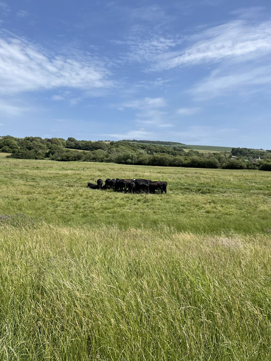 I am happy to tell you that I have completed my latest challenge for <a href="/actnforchildren/">Action for Children</a> ! 🌟

It was an amazing experience, packed full of scenic views, including Beachy Head, Seven Sisters, and lots of beautiful English countryside 🫶🏻

1/5