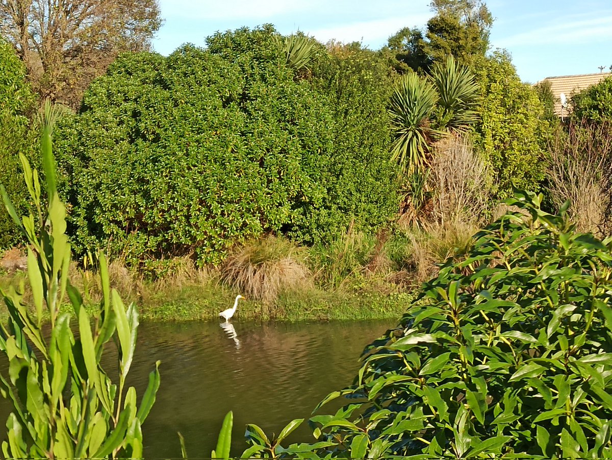 Kōtuku in the Linwood canal this morning #urbanbiodiversity