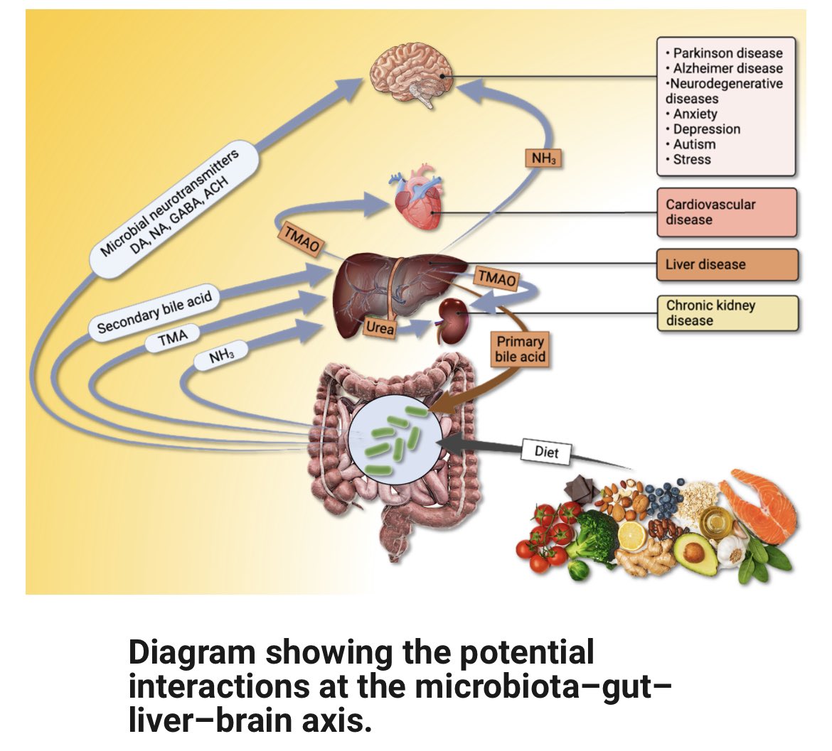 Delighted to let you know that our @LivUniCMR @LivUniBCSB @LivUniISMIB review with @Howbeer @WinderCate @rickdunnblade on #metabolomics and #microbiome #SynBio has just been published #OpenAccess in @Biochem_Journal portlandpress.com/biochemj/artic…