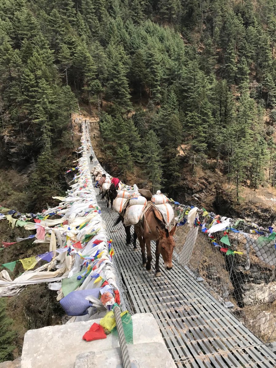 See the situation of horses 🐎 

Need animal’s protection and stop business from animals 

Stop all the work from animals and use of animals . Stop horse riding at all the travel places. 
@PMOIndia @drupadi_murmu 

#helpanimals #india #animalsprotection #animalslover