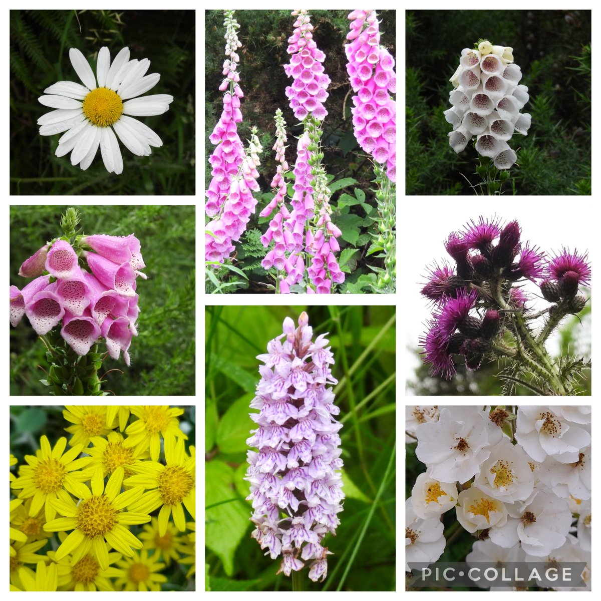 Some beautiful flowers seen on our costal walk. #Clevelandway @30DaysWild #30dayswild Day 29