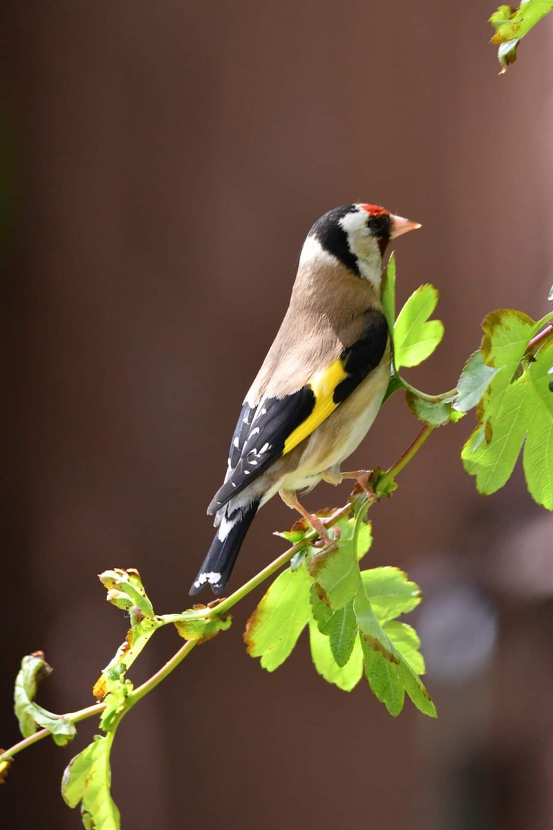 Goldfinch 
Bude Cornwall 〓〓 
#wildlife #nature #lovebude 
#bude #Cornwall #Kernow #wildlifephotography #birdwatching
#BirdsOfTwitter
#TwitterNatureCommunity
#Goldfinch