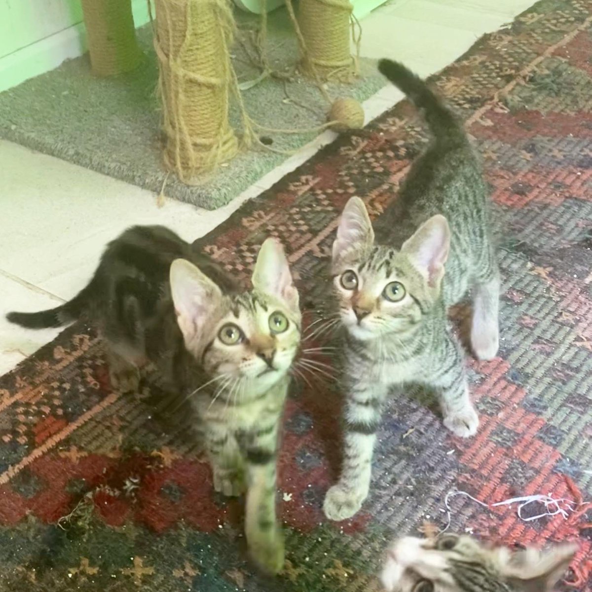 patiligul's tweet photo. 3aylık bengal prenseslere yuva arıyorum. İç dış parazitleri yapıldı. Anne sütüyle ve kardeşleriyle büyüdüler. Kaliteli mamalarla besleniyorlar.birlikte yuvalansa çokmutlu olurum ama ayrı da yuvalanabilirler. Yeter ki güzel yuvaları olsun sokağa gitmek zorunda kalmasınlar.
İzmir https://t.co/0imMlioWdS