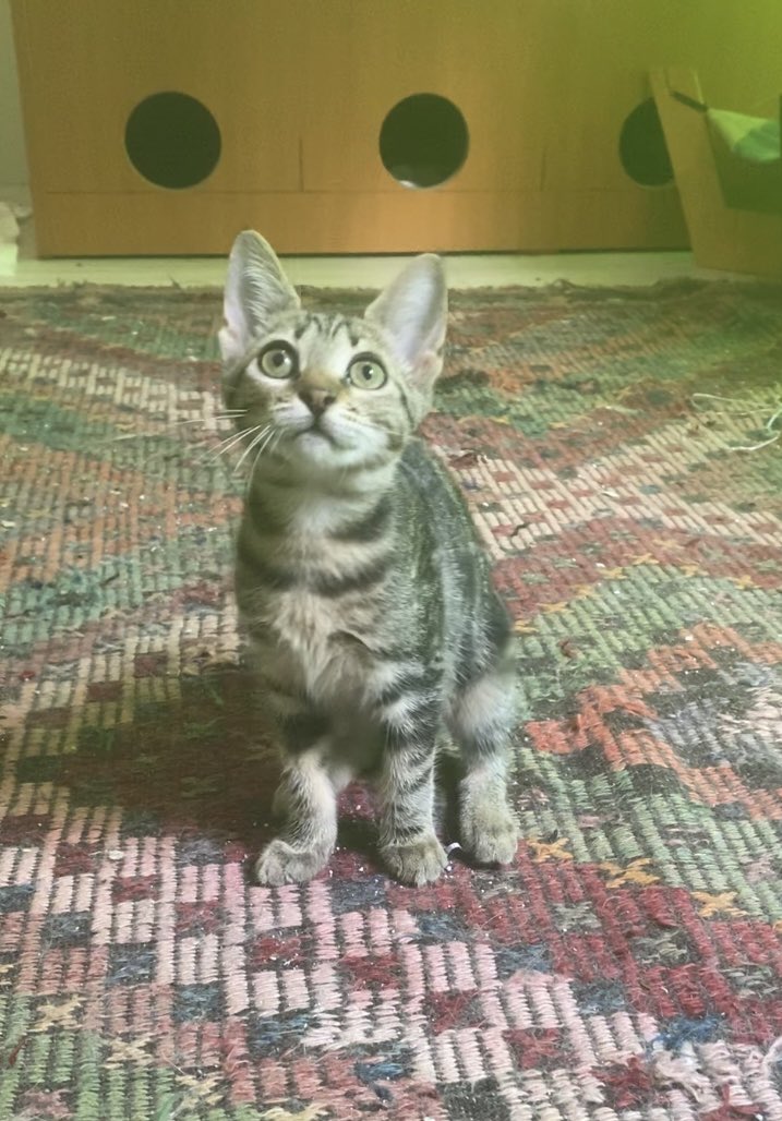 patiligul's tweet photo. 3aylık bengal prenseslere yuva arıyorum. İç dış parazitleri yapıldı. Anne sütüyle ve kardeşleriyle büyüdüler. Kaliteli mamalarla besleniyorlar.birlikte yuvalansa çokmutlu olurum ama ayrı da yuvalanabilirler. Yeter ki güzel yuvaları olsun sokağa gitmek zorunda kalmasınlar.
İzmir https://t.co/0imMlioWdS