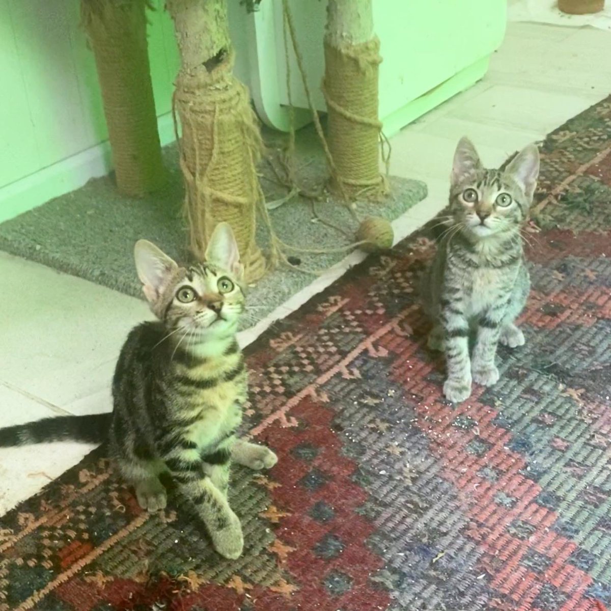 patiligul's tweet photo. 3aylık bengal prenseslere yuva arıyorum. İç dış parazitleri yapıldı. Anne sütüyle ve kardeşleriyle büyüdüler. Kaliteli mamalarla besleniyorlar.birlikte yuvalansa çokmutlu olurum ama ayrı da yuvalanabilirler. Yeter ki güzel yuvaları olsun sokağa gitmek zorunda kalmasınlar.
İzmir https://t.co/0imMlioWdS