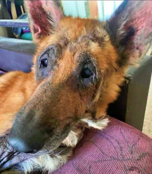 amaregar's tweet photo. Difusión Urgente 
#CasoExtremo  
#UnHogarParaSena 
Está en Almeria pero puede viajar es cariñosa con gatos y perros ,es sociable ,adoptable y adorable
Su mirada es un grito en silencio que anhela caricias. amor y empatia  
Se entrega  con contrato de adopción  647788806 https://t.co/YBIWicNoZH