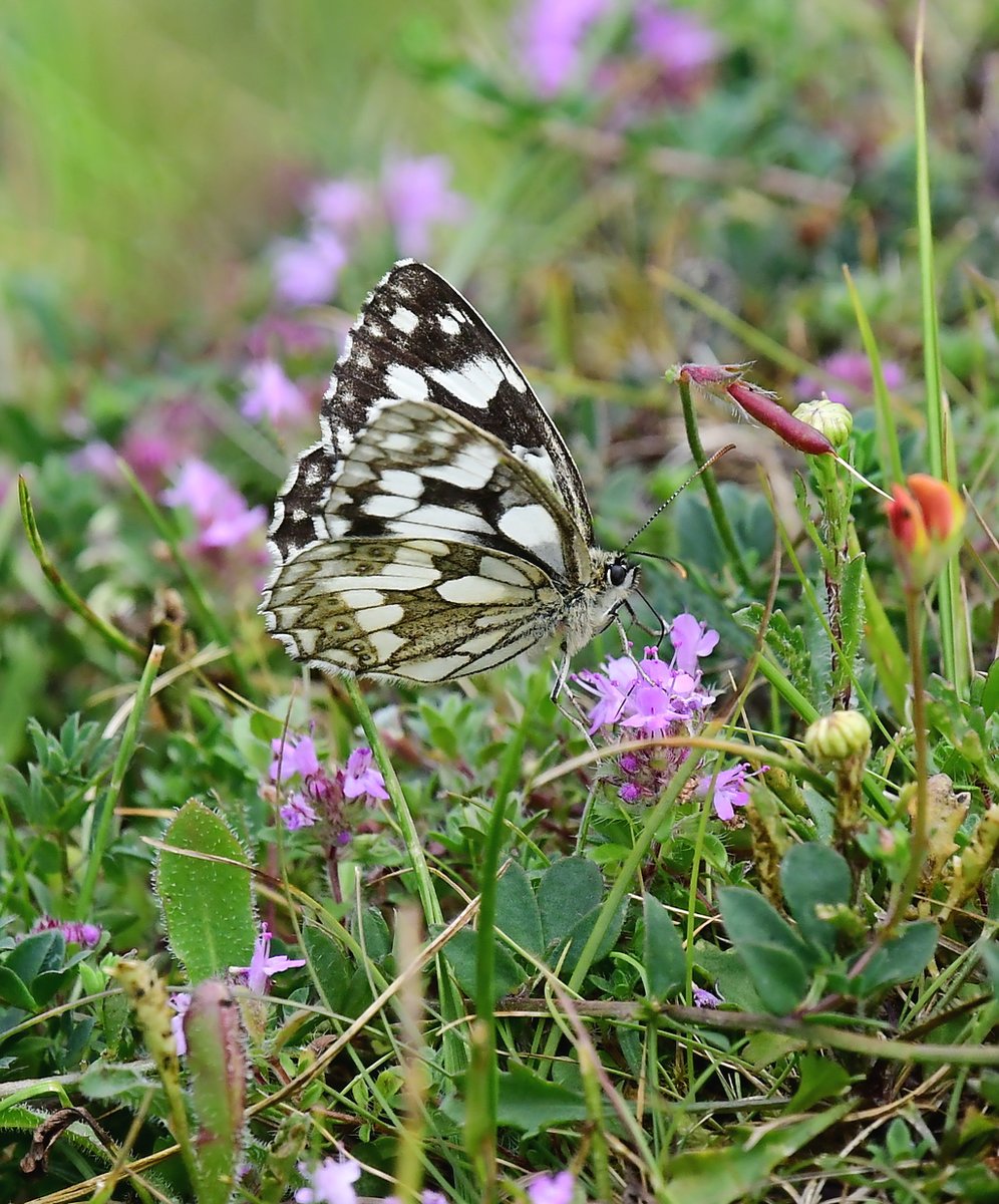 Marbled White Butterfly yesterday at Powerstock Common Dorset.