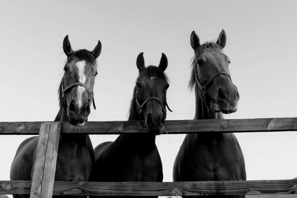 The Thoroughbred Breeders’ Association (The TBA) tweet media