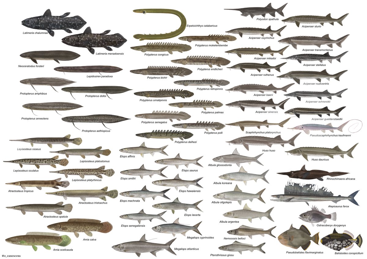 zankurus's tweet image. 今年上半期に描いた魚をまとめました。