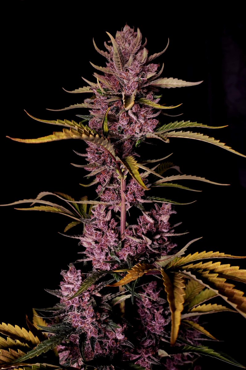 sweetseeds_es's tweet image. ♥️ ¡El rojo ha llegado para quedarse! #FelizJueves

🍌🍓 Red Strawberry Banana Auto®️ (SWS90) es:

💡#Autofloreciente de flor roja⁣.
📈Índica: 73,5% - Sativa: 25%.
💥Ideal para extracciones⁣.
🤤Aroma intenso, dulce y afrutado.
☮️Efecto relajante.

➡️ sweetss.net/twrsba