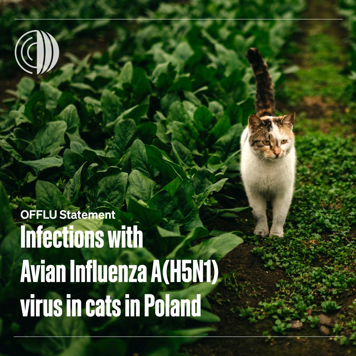 #Poland has reported outbreaks of #AvianInfluenza in domestic cats, with multiple deaths throughout the country. Suspected cases should be isolated from other pets, & those handling them should wear appropriate personal protective equipment. Learn more: offlu.org/wp-content/upl…