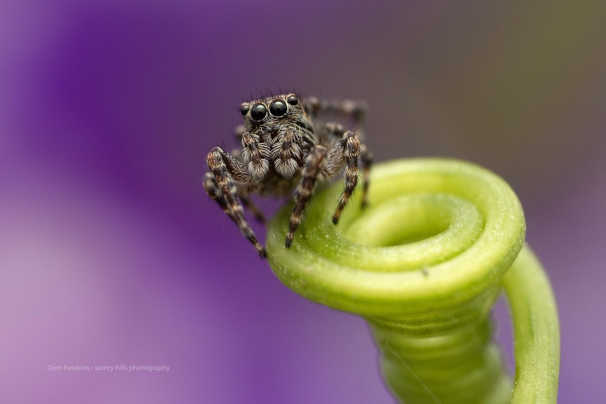 Jumping Spider, Attulus pubescens🕷 #jumpingspider #jumpingspiders #spider @BritishSpiders #spiders #arachnids #surreyhillsphotography @CanonUKandIE #macrophotography #macro #wildlifephotography