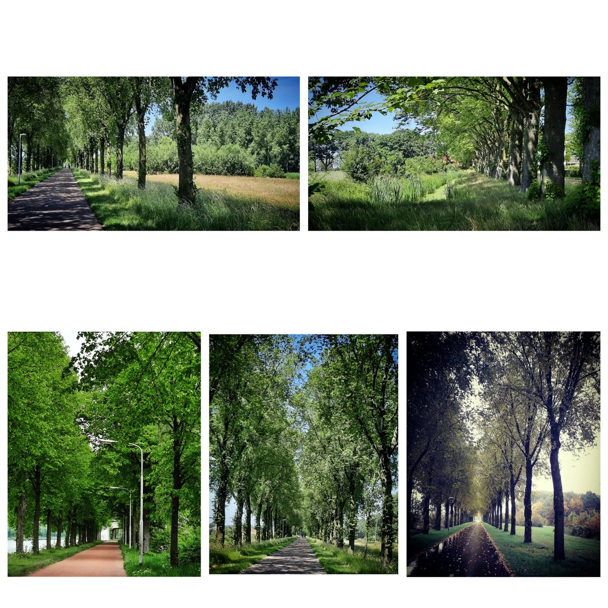 28MaaikeVogel09's tweet photo. #goedemorgen
Vandaag #29juni is dag 29 van de #photochallenge #Junieke_Fotografie initiatief van @SiaWindig
Vandaag is het thema/uitdaging #lijnen #leadinglines
Dit zijn een aantal wandel/fietspaden die ik onderweg ben tegengekomen met mooie lijnen
#fijnedonderdag #genietervan https://t.co/OUxDsmuKZ3