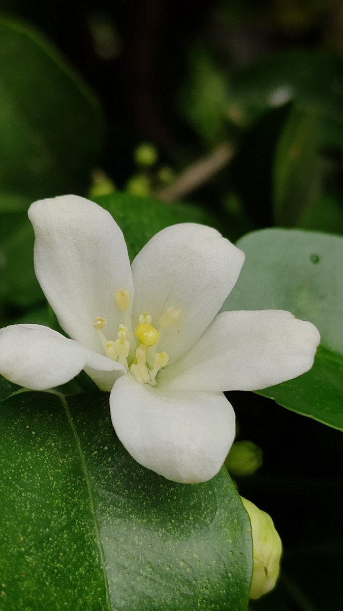3d_india's tweet photo. Kamini flowers blooming almost at all trees in Vile Parle West!
#50trees @seasonwatch_in #kamini #GardeningTwitter https://t.co/buoGWX5ZPM