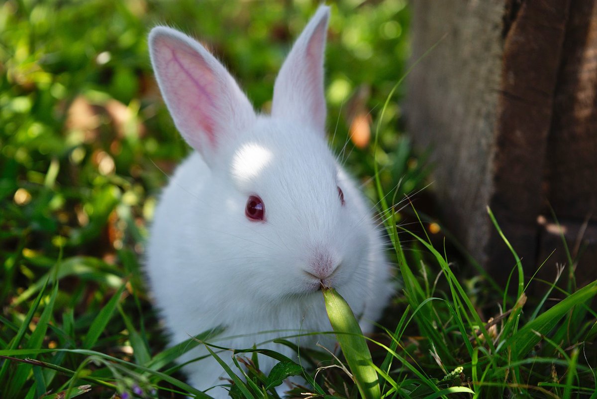 MistraSafeChem's tweet photo. 14-year-old Martin Andersson saw a television program about cruel eye tests on rabbits. Now, 28 years later, he and his research colleagues in Mistra SafeChem have found a computer method that avoids the rabbit eye test.
#GreenChemistry
https://t.co/ELUBEesSAn https://t.co/AbuEQmKhq9