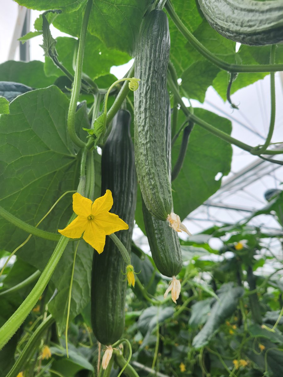 Vandaag is de dag van de komkommer🥒: In de jaren 70 werden er circa 80 komkommers per vierkante meter geoogst en inmiddels ligt dit aantal op de 200 per vierkante meter per jaar.