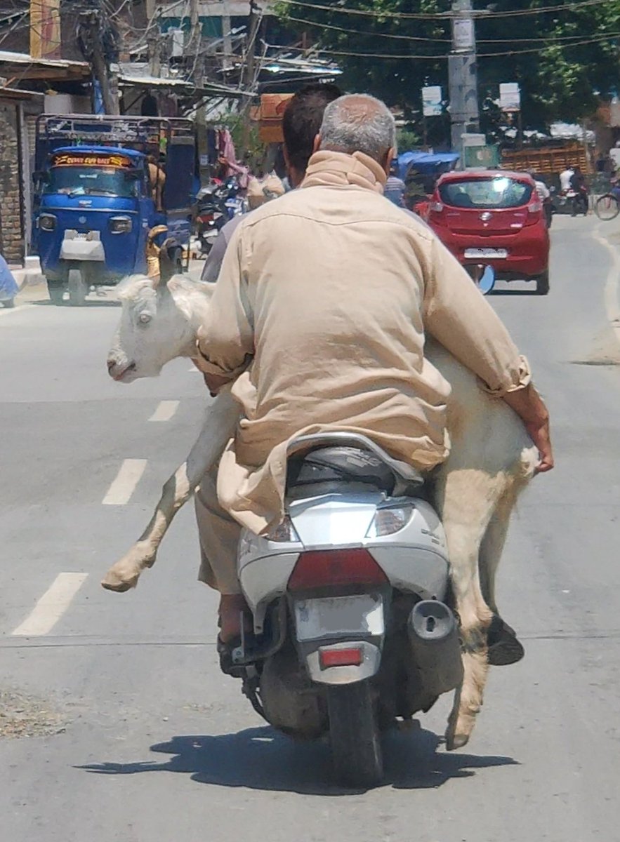 Traffic violation in view of Eid-ul-Azha.
Kindly book the erring goat under relevant sections <a href="/Traffic_hqrs/">J&K Traffic Police</a>
#EidAlAdha  #Srinagar #Kashmir