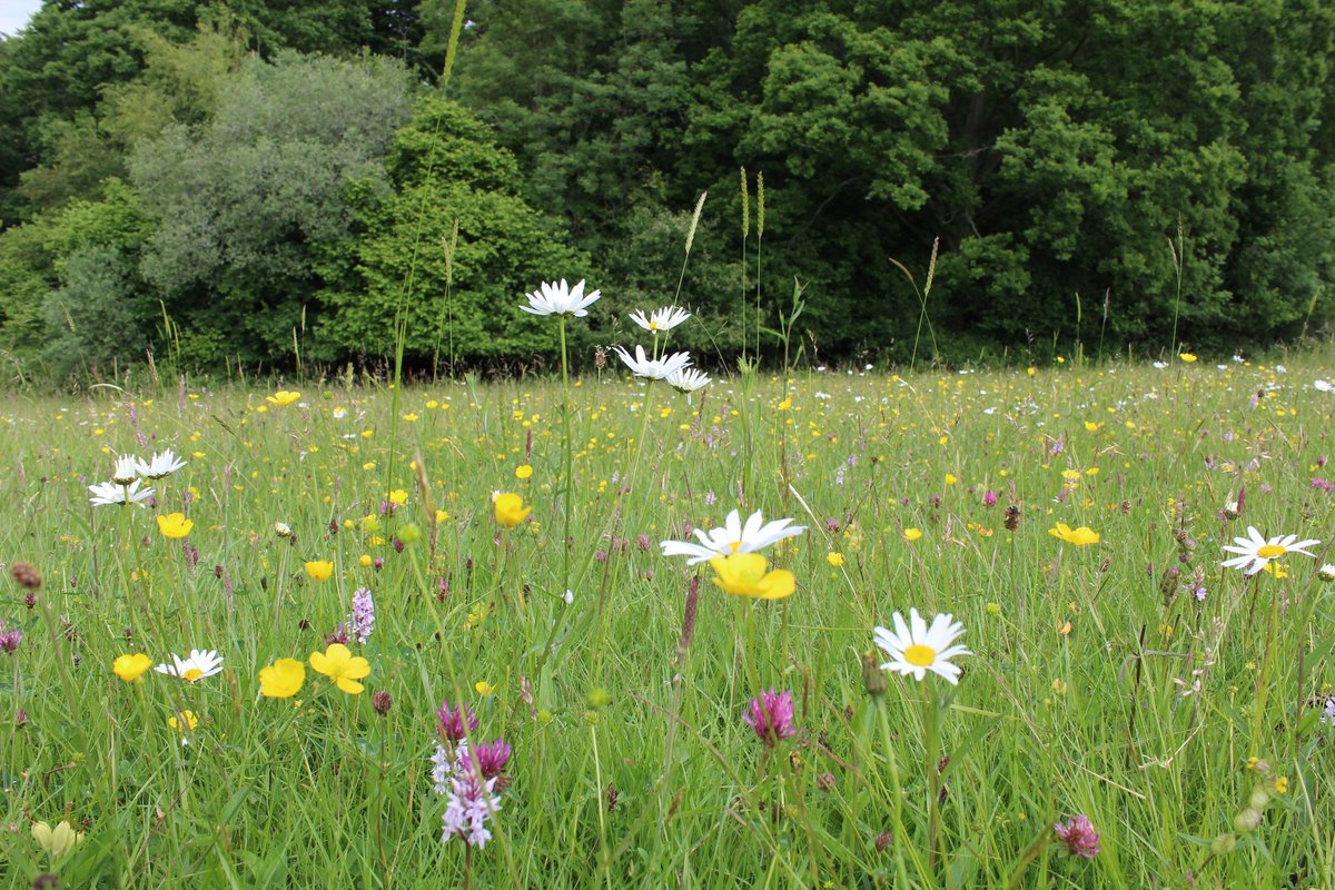 Here are some stunning photos taken by Ellie Baggott Wye Valley AONB of New Grove wild flower meadow. The site located near Trellech and managed by Gwent Wildlife Trust. We visited these meadows on one of our walks during our Walking Festival in April with Monmouthshire Meadows.