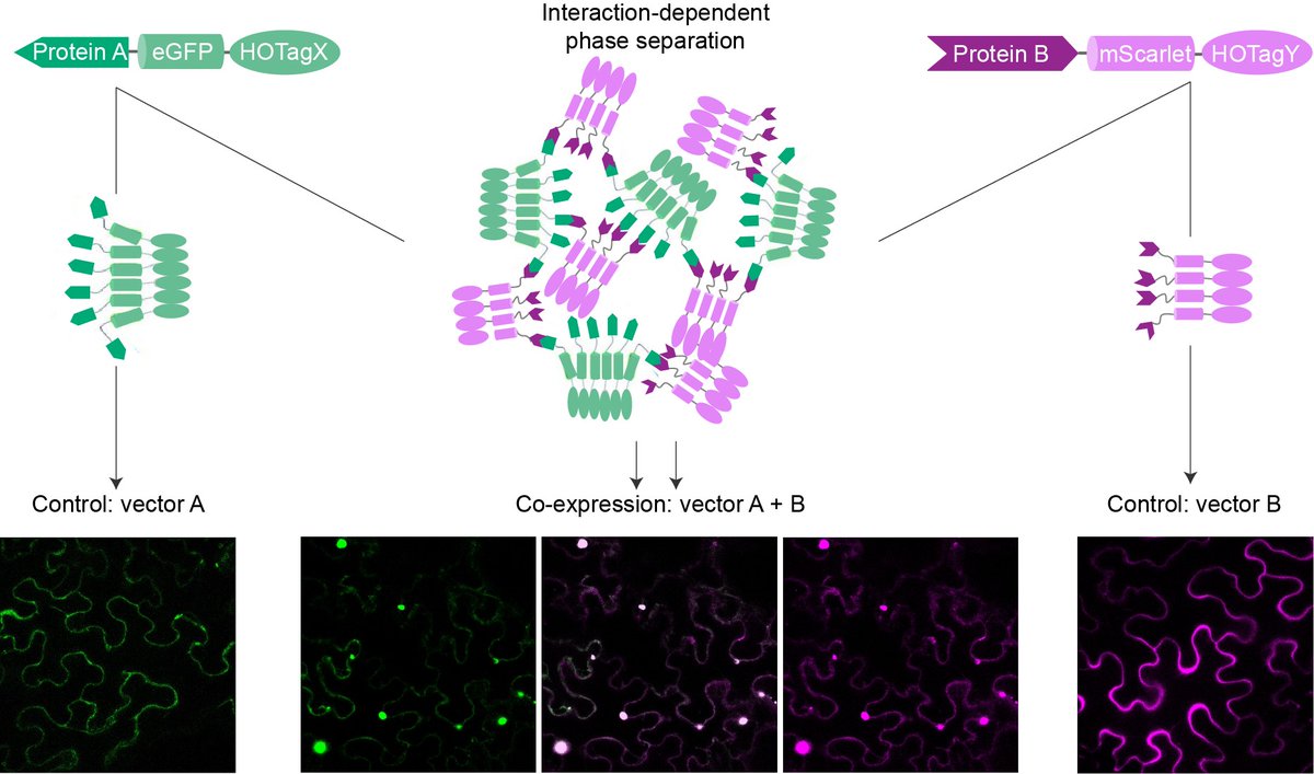 Geert De Jaeger's lab @dejaegerlab.bsky.social (@g_de_jaeger_lab) on Twitter photo Check out our new paper in <a href="/ThePlantCell/">The Plant Cell</a> where we developed a straightforward (SYMPL) cloning toolbox to visualize #PPI and #kinase activity in planta based on #phase #separation!
doi.org/10.1093/plcell… Check out our new paper in <a href="/ThePlantCell/">The Plant Cell</a> where we developed a straightforward (SYMPL) cloning toolbox to visualize #PPI and #kinase activity in planta based on #phase #separation!
doi.org/10.1093/plcell…