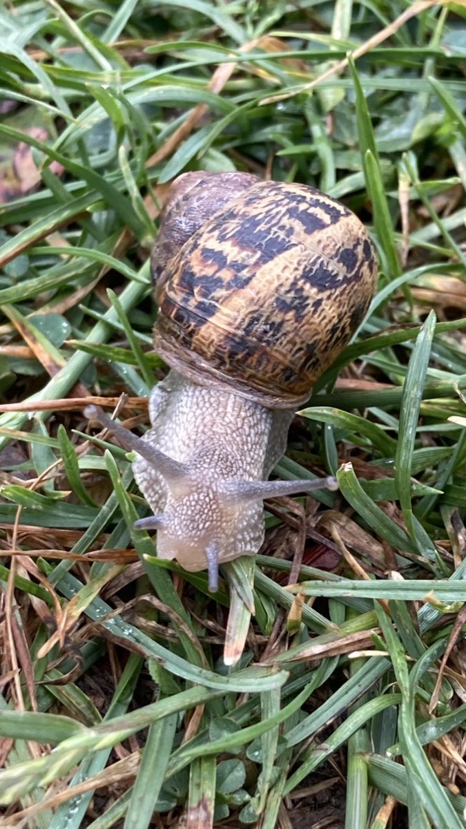 I love rainy mornings. Perfect for snail spotting. This beauty was making their way across the grass to some shrubs. Snails have good long term memories and problem solving skills - so I am sure they know where they are headed!