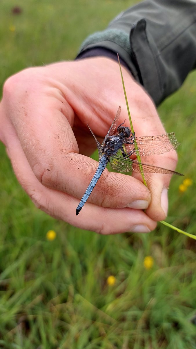 IPCC staff travelled to Coad Bog Tuesday to meet dedicated volunteer Myfanwy, survey the site and install new piezometers after the recent gorse fire. Some species seen included Keeled Skimmer and Common Spotted Orchid. Thank you to Myfanwy for her continued support at the site.