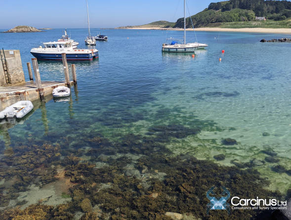 Carcinus Ltd tweet media