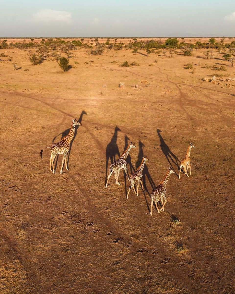 Eid Mubarak to all of you from Serengeti 🇹🇿✨

#EidAlAdha #VisitTanzania