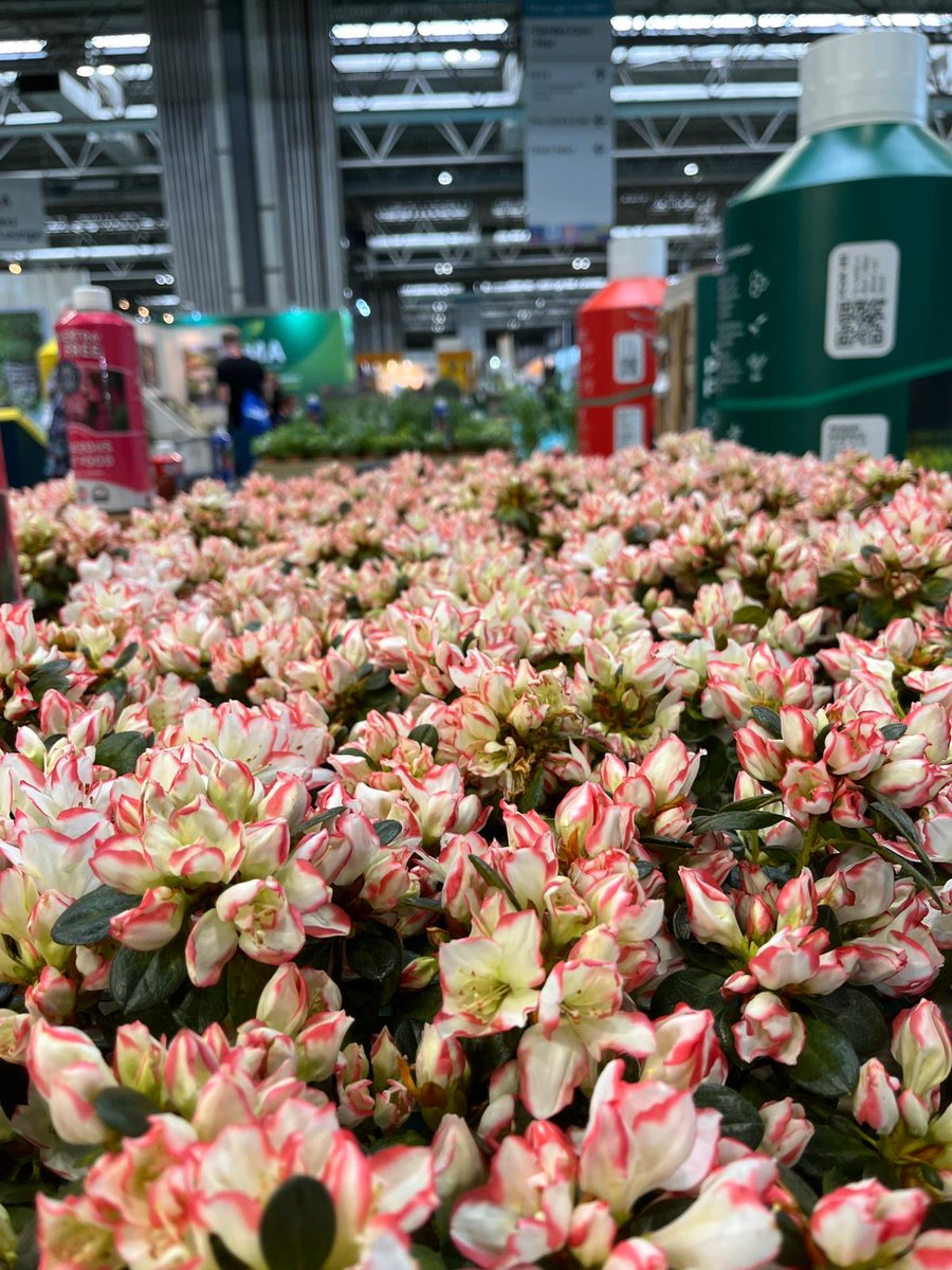 GES_EMEA's tweet photo. Today is the last day of the @Glee_Birmingham Show at  @thenec and what a blooming good show it's been🌸💐

Happy #exhibitors, happy buyers, and sales are blossoming = things you love to see!🌻

Job done @hyve_group, definitely got a green thumb for successful #events🤝 https://t.co/fRF8rMXr2C