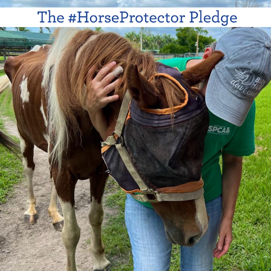 HelpTheHorses tweet picture