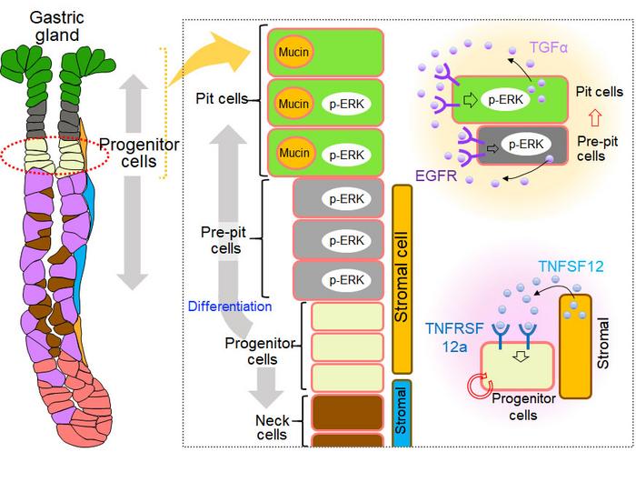 Secret of stem cells protecting the gastric mucosa eurekalert.org/news-releases/… #stemcells