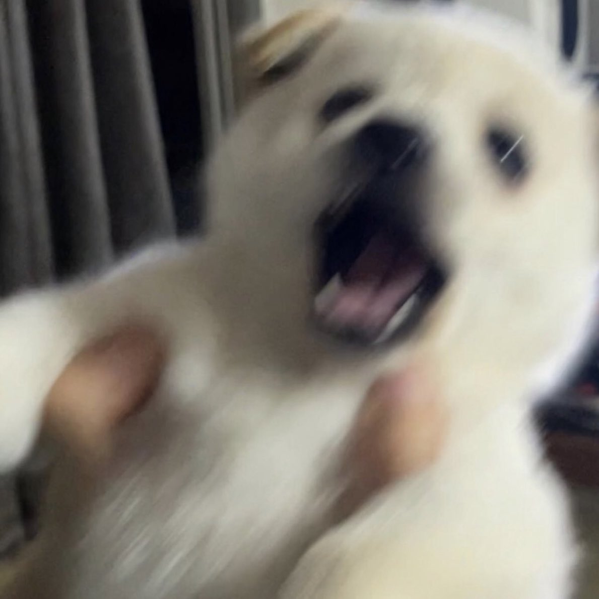 takemybear 🐶 tweet media