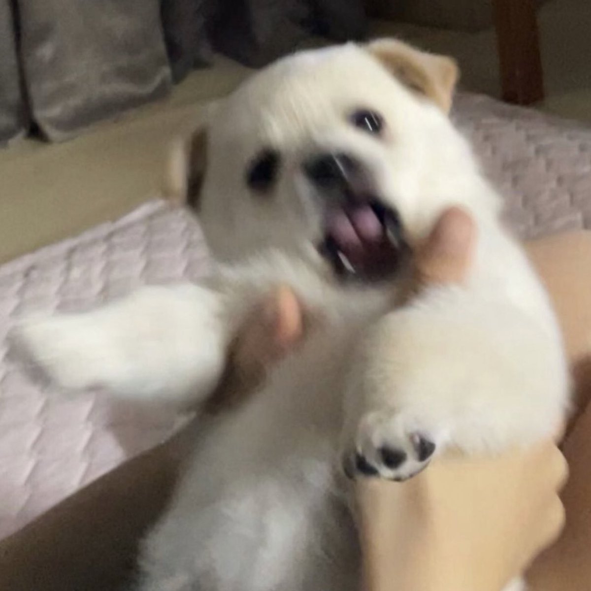 takemybear 🐶 tweet media