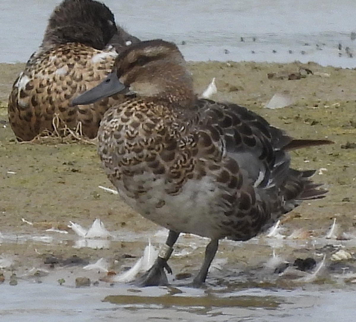 From yesterday from Hanson Hide at ARC, RSPB Dungeness, the Drake Garganey, showing off his Satellite backpack & bling.