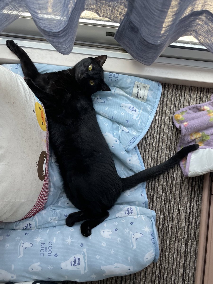 bonbon270's tweet photo. はやくえあこんつけて〜

#猫 #ねこ #猫のいる暮らし #黒猫 https://t.co/0pt7xCW7VX