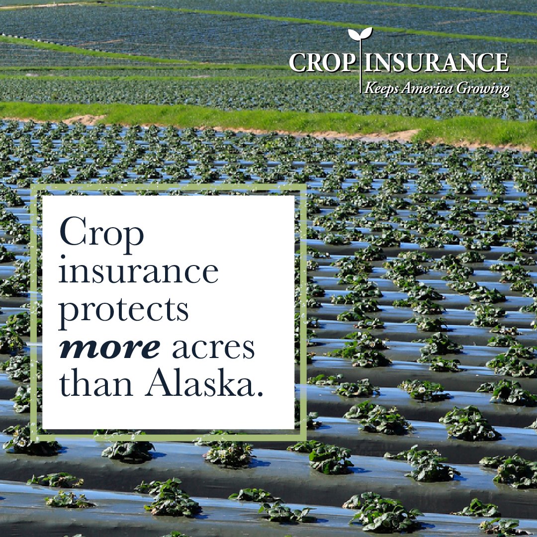 UScropinsurance's tweet photo. 490 MILLION acres of American farmland are protected by #CropInsurance. That’s more acres than Alaska. Want to find out more about crop insurance in your state? Learn more at https://t.co/llX1dvimfq. #InsureMyState https://t.co/FnWbo75bAu
