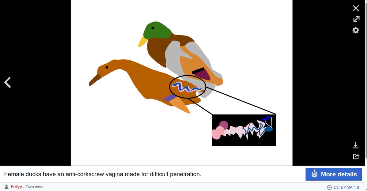 science-diagrams-that-look-like-shitposts-on-twitter-female-ducks