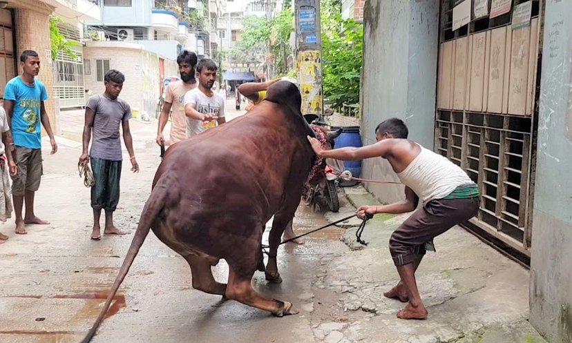 কোরবানি দিতে গিয়ে আহতদের ভিড় হাসপাতালে